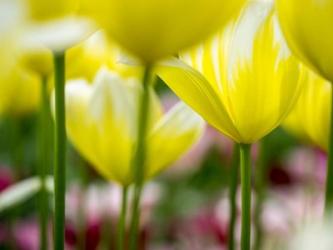 Tulip Close-Ups 4, Lisse, Netherlands | Obraz na stenu