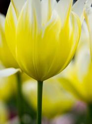 Tulip Close-Ups 5, Lisse, Netherlands | Obraz na stenu