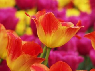 Colorful Tulip 2, Netherlands | Obraz na stenu