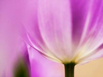 Tulip Close-Up With Selective Focus 1, Netherlands | Obraz na stenu