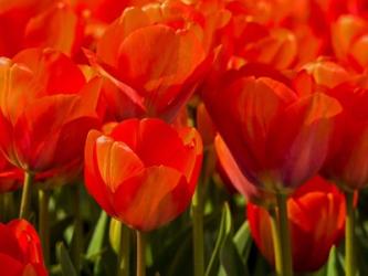Red Tulips In Mass, Nord Holland, Netherlands | Obraz na stenu
