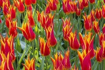 Keukenhof Gardens Netherlands | Obraz na stenu