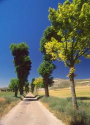 Pilgrimage Road, El Camino de Santiago de Compostela, Castile, Spain | Obraz na stenu