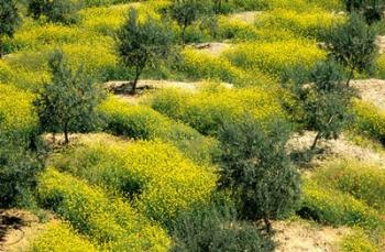 Olive Trees, Provence of Granada, Andalusia, Spain | Obraz na stenu