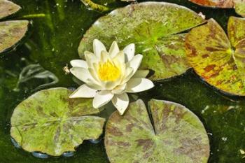 Lily Pad | Obraz na stenu