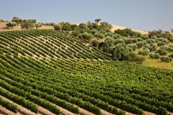 Spain, Andalusia, Cadiz Province Vineyard Field and Olive Grove | Obraz na stenu
