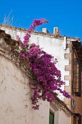Spain, Andalusia, Banos de la Encina Bougainvillea Growing on a Roof | Obraz na stenu