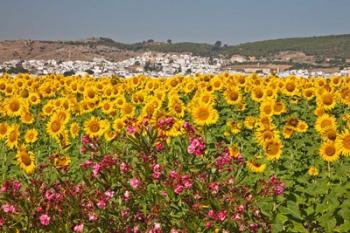 Spain, Andalusia, Bornos Sunflower Fields | Obraz na stenu