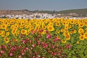 Spain, Andalusia, Bornos Sunflower Fields | Obraz na stenu