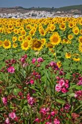 Spain, Andalusia, Cadiz Province, Bornos Sunflower Fields | Obraz na stenu