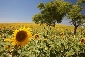 Spain, Andalusia, Cadiz Province Trees in field of Sunflowers | Obraz na stenu