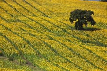 Spain, Andalusia, Cadiz Province Lone Tree in a Field of Sunflowers | Obraz na stenu
