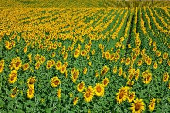 Spain, Andalusia, Cadiz Province Sunflower Fields | Obraz na stenu