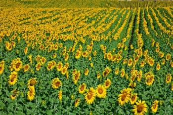 Spain, Andalusia, Cadiz Province Sunflower Fields | Obraz na stenu