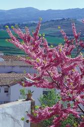 Flowering Cherry Tree and Whitewashed Buildings, Ronda, Spain | Obraz na stenu