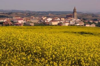 Yellow mustard flowers, Elvillar Village, La Rioja, Spain | Obraz na stenu