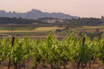 Spring Vineyards with Montserrat Mountain, Catalonia, Spain | Obraz na stenu