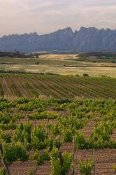 Spring Vineyards with Montserrat Mountain, Catalonia, Spain | Obraz na stenu