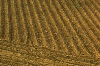 Tilled Ground Ready for Planting, Brinas, La Rioja, Spain | Obraz na stenu