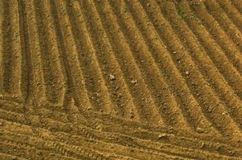 Tilled Ground Ready for Planting, Brinas, La Rioja, Spain | Obraz na stenu