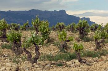 Vineyard along the San Vicente to Banos de Ebro Road, La Rioja, Spain | Obraz na stenu