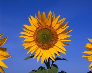 Sunflowers, Spain | Obraz na stenu