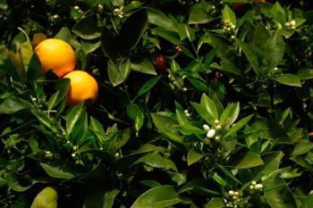 Orange Tree, Tenerife, Canary Islands, Spain | Obraz na stenu