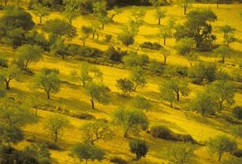 Morning View of Farmland, Mallorca, Balearics, Spain | Obraz na stenu