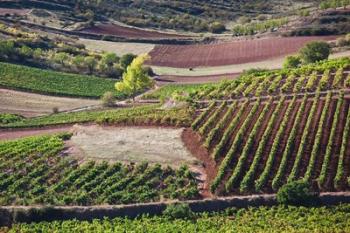 Vineyards, Bobadilla, Spain | Obraz na stenu