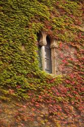 Ivy-Covered Wall, Ciudad Monumental, Caceres, Spain | Obraz na stenu
