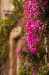 Flower-covered Buildings, Old Town, Ciudad Monumental, Caceres, Spain | Obraz na stenu