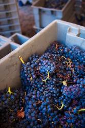 Bodega Marques de Riscal Winery, Elciego, Basque Country, Spain | Obraz na stenu