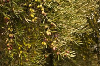 Spain, Jaen Province, Jaen-area, Olive Trees | Obraz na stenu