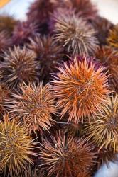 Sea Urchins For Sale, Cadiz, Spain | Obraz na stenu