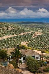 Olive Groves, Ubeda, Spain | Obraz na stenu