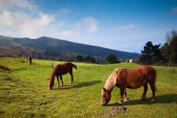 Horses By Jaizkibel Road, Hondarribia, Spain | Obraz na stenu