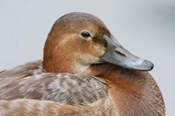 England, London, Pochard Duck | Obraz na stenu