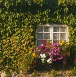 Cottage, Devon, England | Obraz na stenu