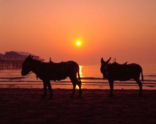 Donkeys at Central Pier, Blackpool, Lancashire, England | Obraz na stenu