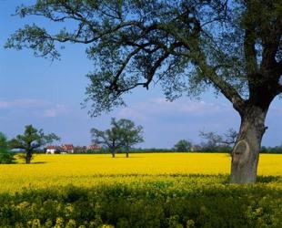 Rape Seed Field, Billinghurst, Sussex, England | Obraz na stenu