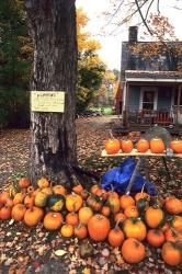 Pumpkins For Sale in New England | Obraz na stenu