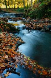 Stream with Autumn Leaves, Forest of Dean, UK | Obraz na stenu