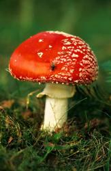 UK, Fly Agaric mushroom fungi | Obraz na stenu