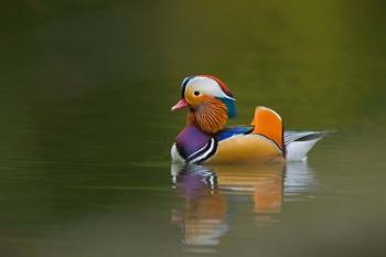 Wild Mandarin Duck, green lake, UK | Obraz na stenu