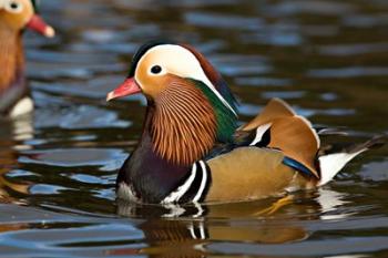 UK, Mandarin Duck wildlife | Obraz na stenu