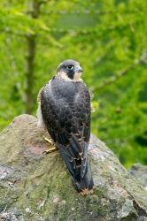Wildlife, Peregrine Falcon Bird on Rock | Obraz na stenu