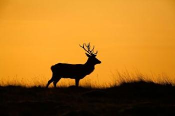 UK, Red Deer stag at dawn | Obraz na stenu