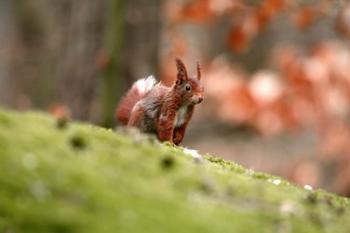 UK, England Red Squirrel | Obraz na stenu