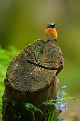 Redstart bird, Forest of Dean, Gloucestershire, UK | Obraz na stenu