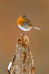 UK, Robin bird on tree stump, Winter | Obraz na stenu
